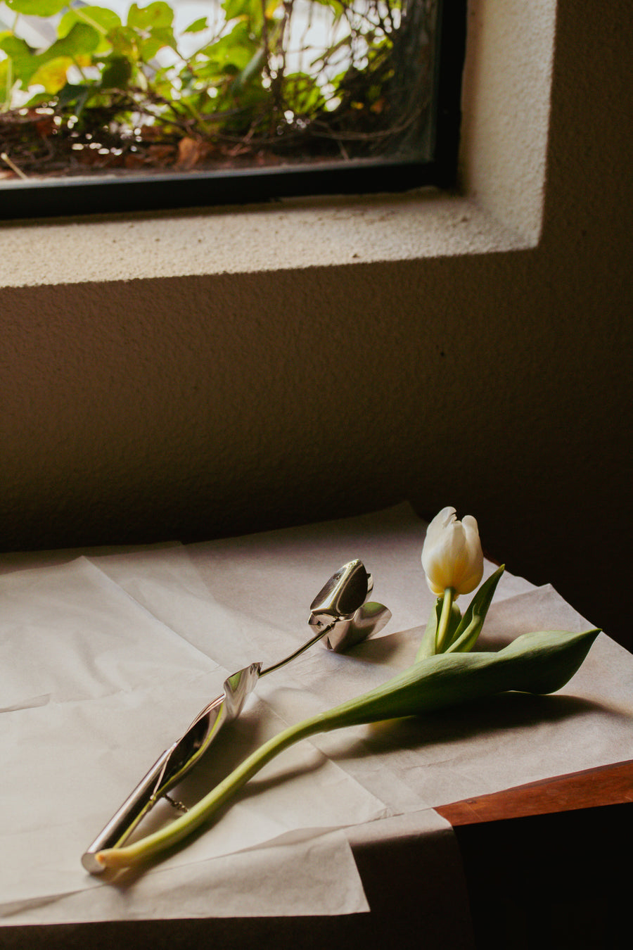 Tulipa Prateada