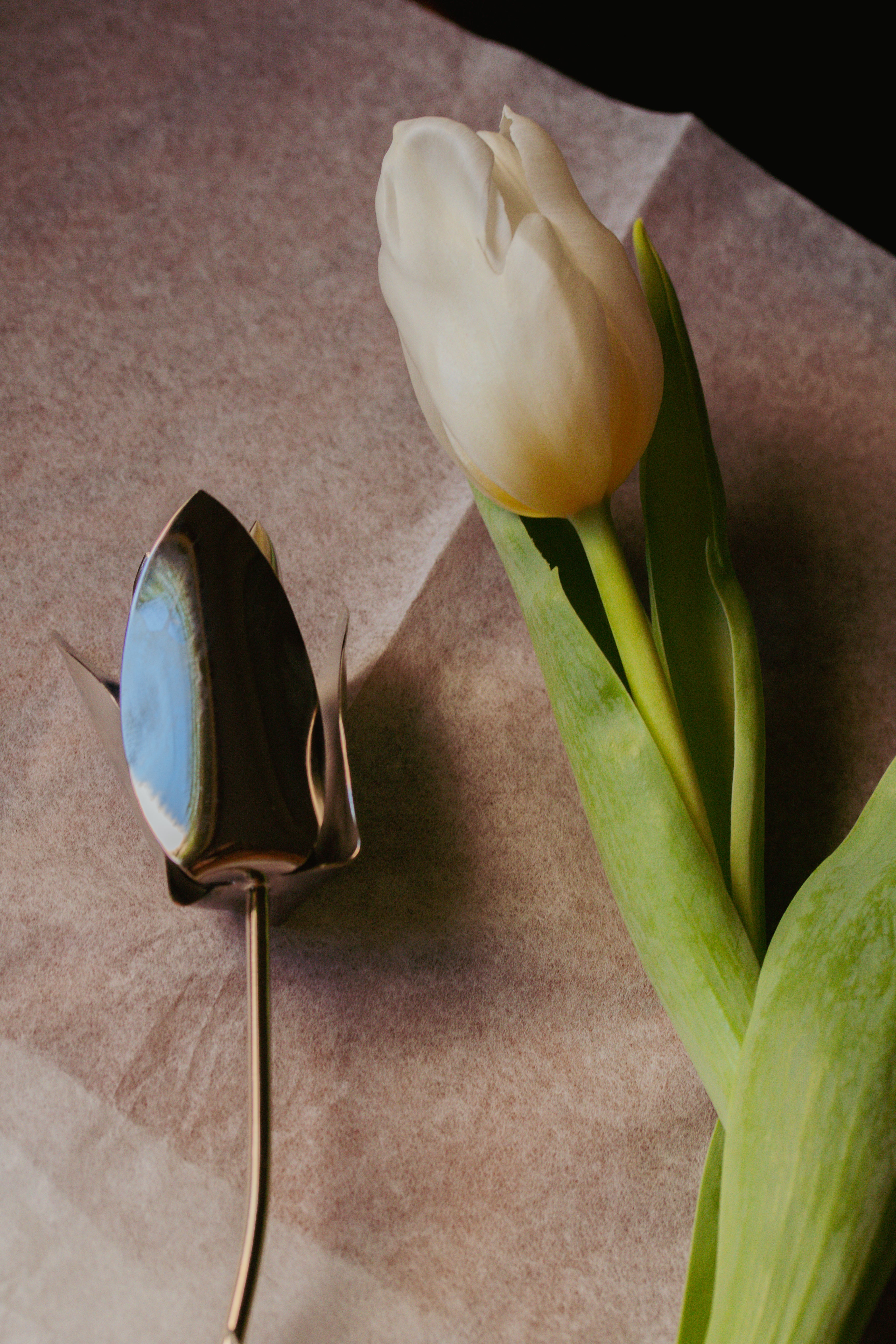 Tulipa Prateada