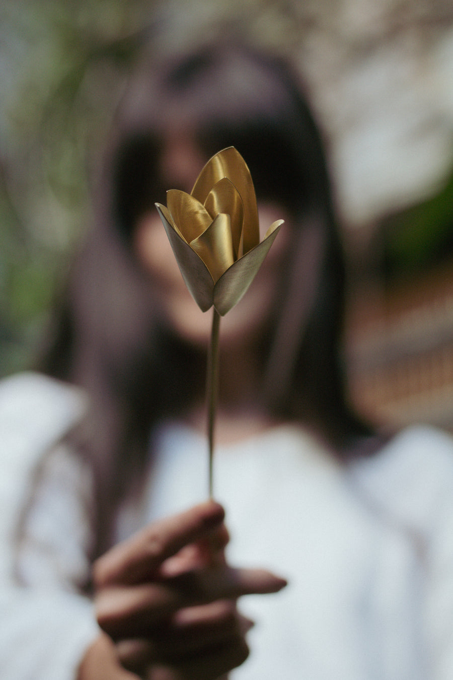 Tulipa
