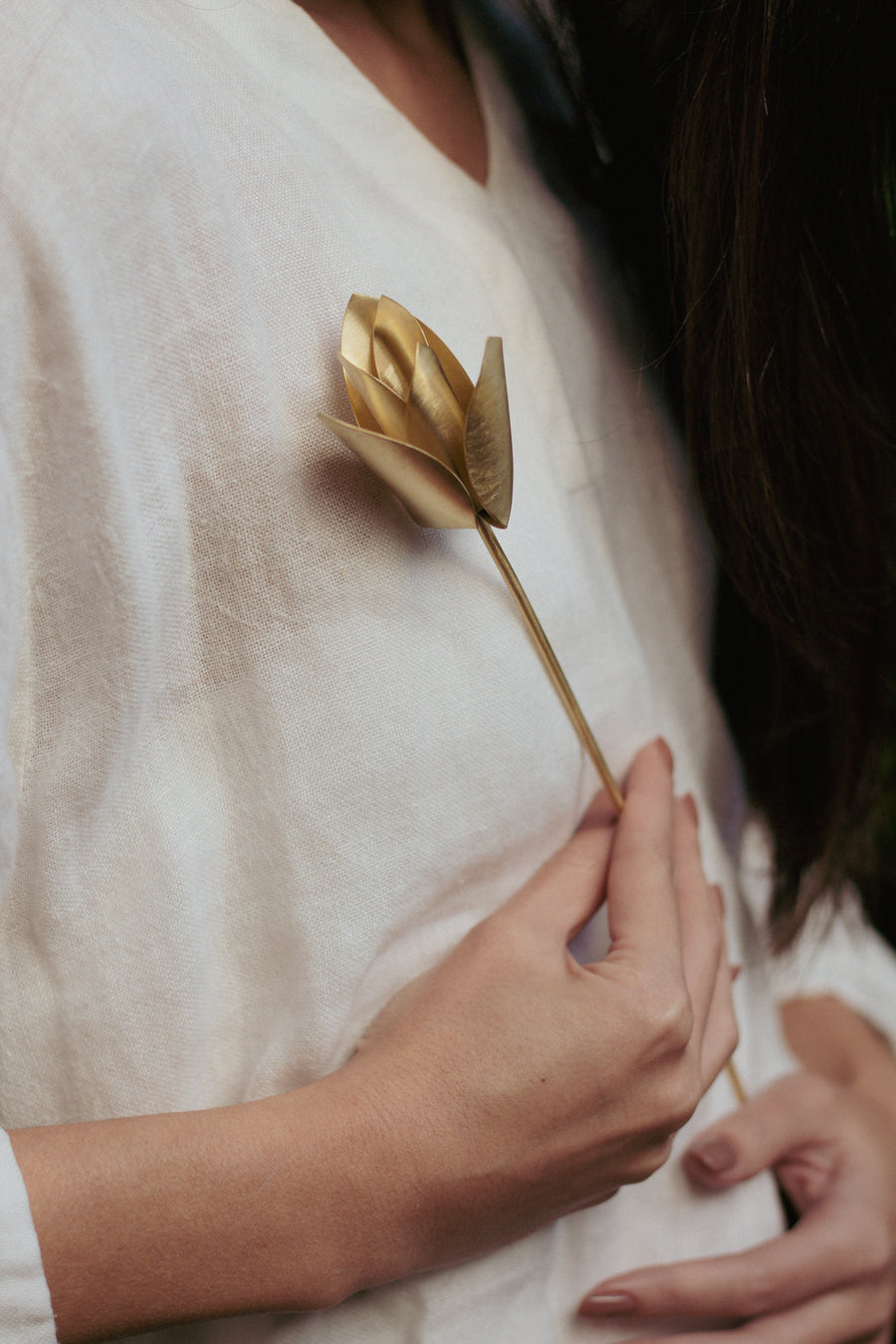 Tulipa
