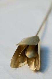 Tulipa