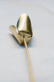 Tulipa