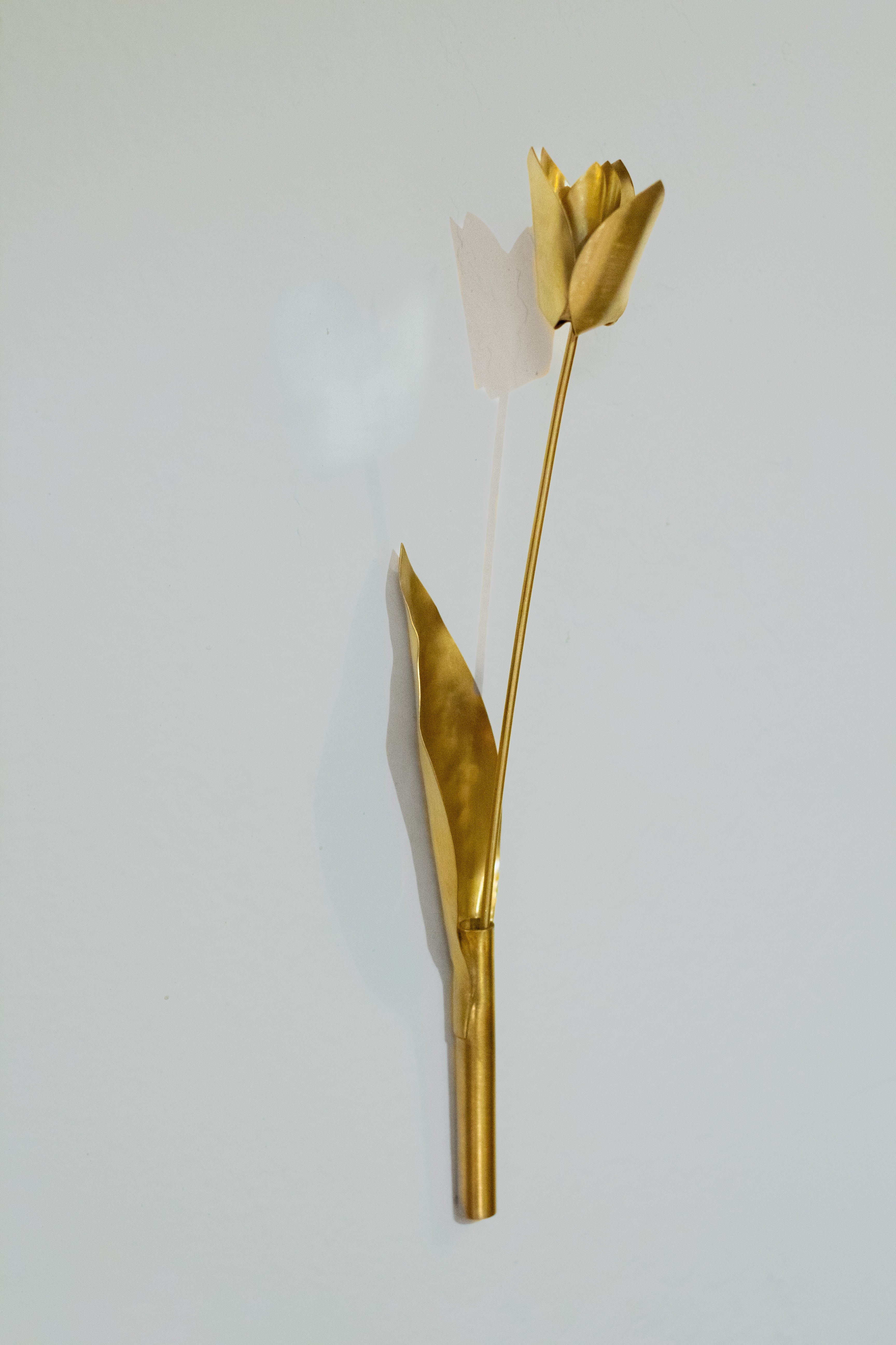 Tulipa