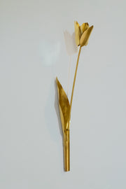 Tulipa