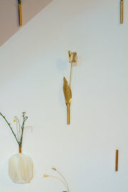 Tulipa